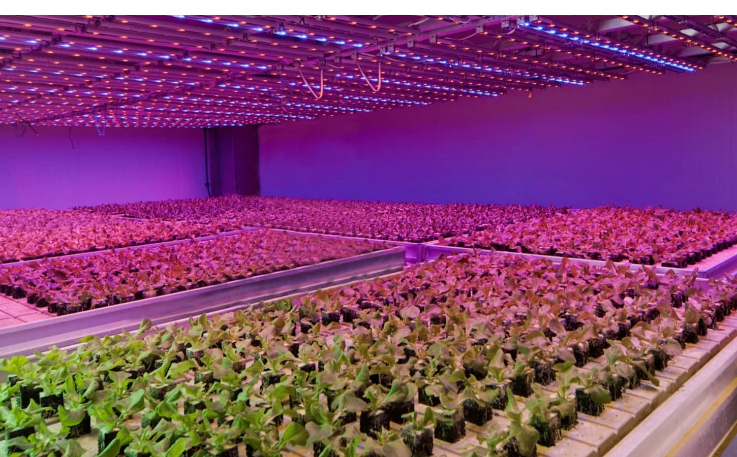 Greenhouse rows illuminated by Sera-LED luminaires